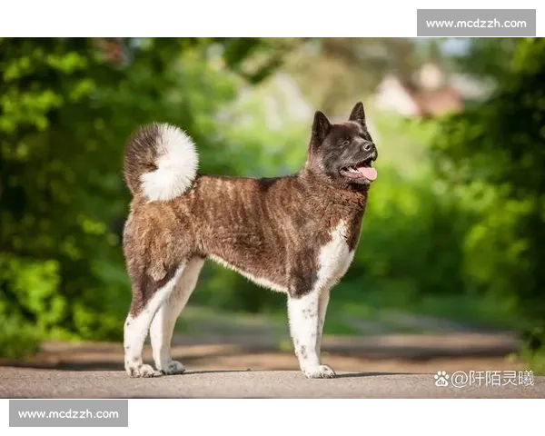秋田犬竞技大赛精彩纷呈 展现忠诚与勇气的无尽魅力